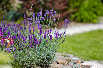 summer flowers in the garden  - lavender 