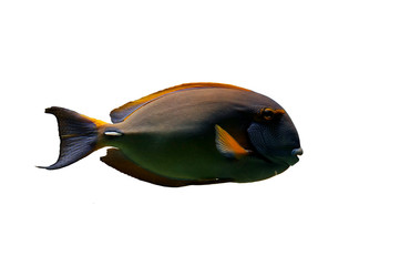 Tropical fish : Acanthuridae, isolated on white background