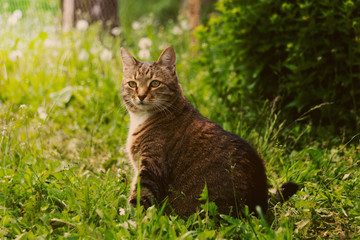 A large tabby cat is sitting in the grass.