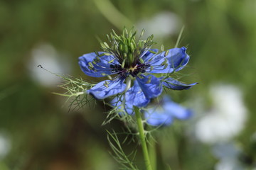 青山高原ハーブガーデンの花