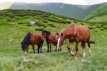 Fototapeta na wymiar Horse herd on pasture