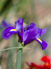 purple flowers of iris growing in the garden 