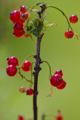 close up of red currant 