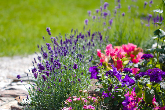 garden with lavender