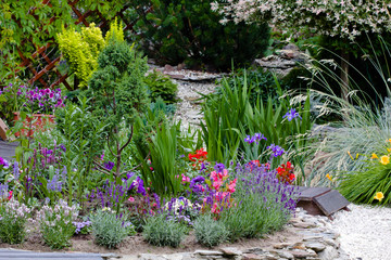 summer flowers in the garden  - lavender 