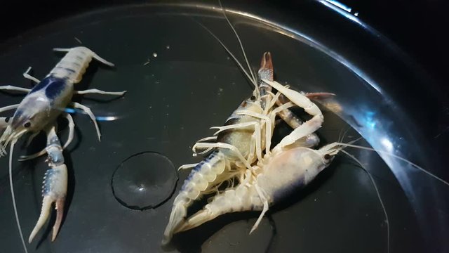 Ghost Mix crayfish (Procambarus clarkii) mating in aquarium tank.
