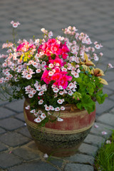 diascia barberae in a clay pot, grass in the background