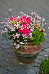 diascia barberae in a clay pot, grass in the background