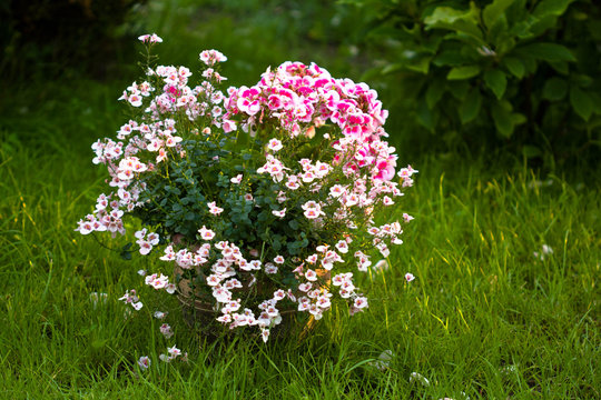 diascia barberae in a clay pot, grass in the background