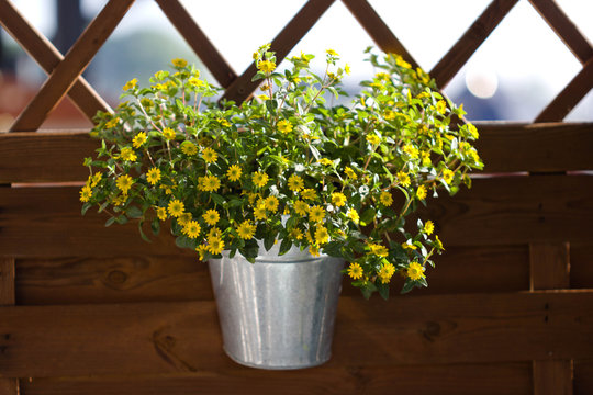  zinnia, sanvitalia in a zink pot on a wooden background