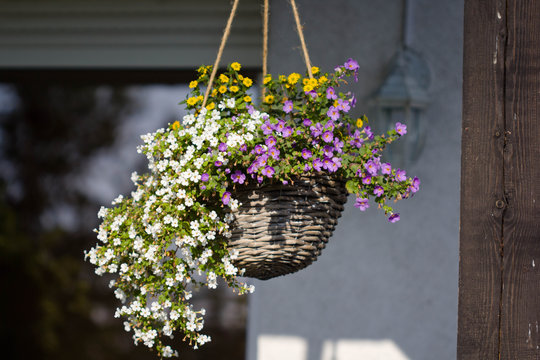 sutera diffusa white in a white washed wicker basket