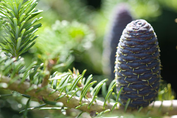 monument of a sleeping angel 