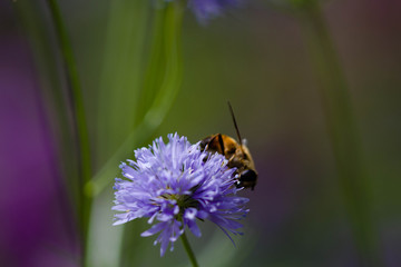 close up of a bee on a flower 