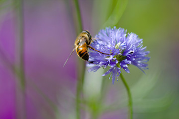close up of a bee on a flower 