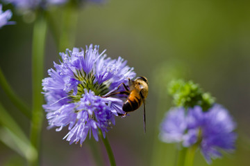 close up of a bee on a flower 