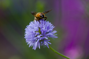 close up of a bee on a flower 