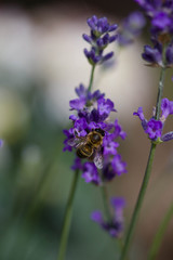 Obraz na płótnie Canvas lavender close up 
