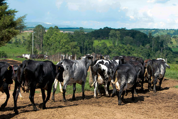 PACU&Aacute;RIA