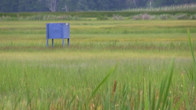 A green head trap sits in middle of upland marsh controlling horsefly populations for summer time locals and tourists