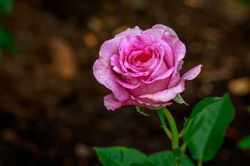 Beautiful Rose in Full Blossom