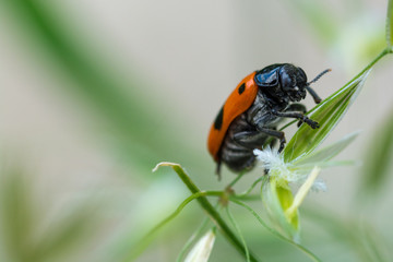 Ladybird