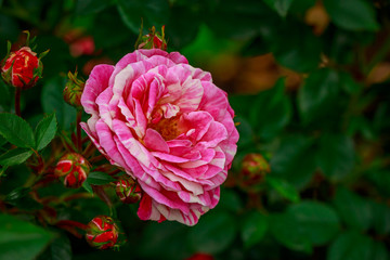 Beautiful Rose in Full Blossom