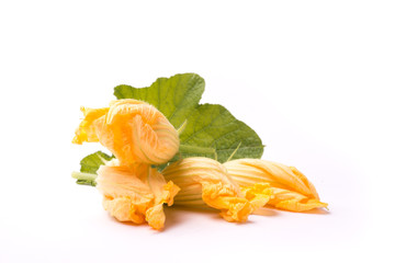 zucchini blossom on white