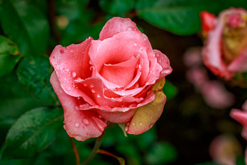Beautiful Rose in Full Blossom