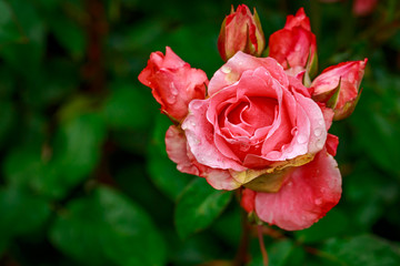 Beautiful Rose in Full Blossom