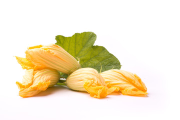 zucchini blossom on white