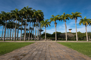 Fototapeta premium Palm Trees in a Row in Flamengo Park in Rio de Janeiro