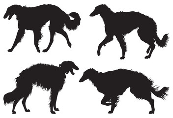 Borzoi – Russian Wolfhound Dog Breed Silhouettes, vector illustration from Dog Show series