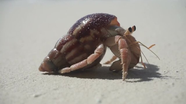 Hermit crab crawling along a tropical sandy beach