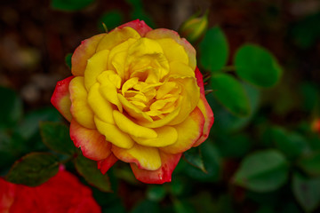 Beautiful Rose in Full Blossom