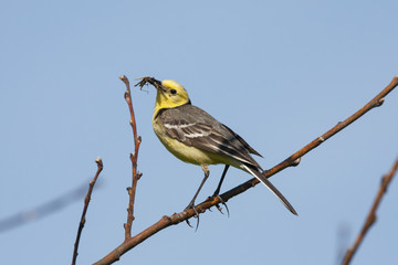 Citrine wagtail male sitting on bush with grasshopper in beak. Bright yellow songbird. Side view with blue sky on background. Bird in wildlife.