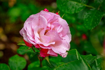 Beautiful Rose in Full Blossom
