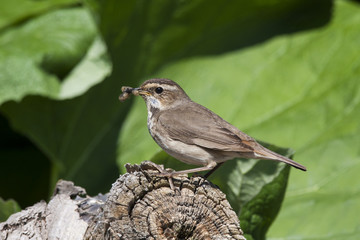 Bluethroat female sitting on stump with worm in beak. Beautiful colorful nightingale with brown breast. Side view with green background. Bird in wildlife.