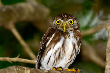 Ferruginous Pygmy-owl  (Glaucidium brasilianum) perched on branch, looking backward. Full length profile.