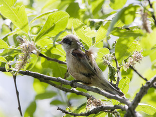 Eurasian penduline tit sitting on branch and scratching nape. Cute little songbird with black mask on eyes. Side view with bright green background. Bird in wildlife.