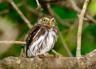 Ferruginous Pygmy-owl  (Glaucidium brasilianum) perched on branch, looking backward. Full length profile.