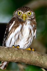 Ferruginous Pygmy-owl  (Glaucidium brasilianum) perched on branch, looking backward. Full length profile.