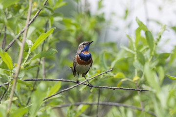 Bluethroat male sitting on bush. Beautiful colorful nightingale with orange-blue breast. Front view with green background. Bird in wildlife.