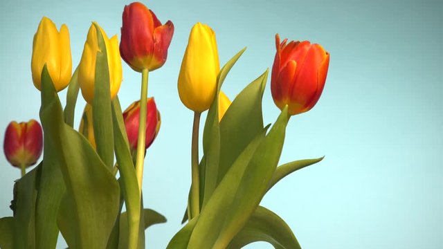 Bunch of tulips flowers with wind blowing on blue background, delicate lighten up effect 4K ProRes HQ codec