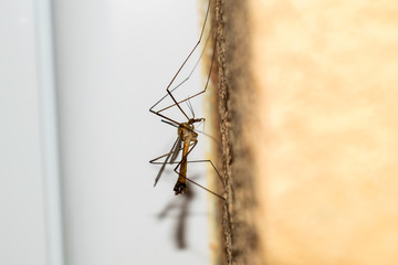 Mosquito on the wall