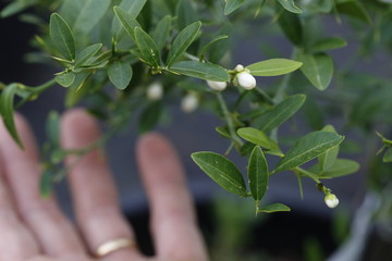 piante di finger lime