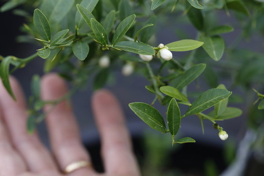 piante di finger lime