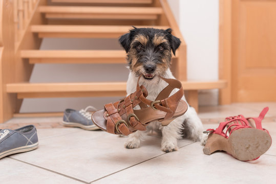 Gehorsamer Hund h&auml;lt einen Schuh durch Klickertraining - Jack Russell Terrier 2 Jahre alt