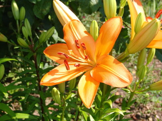 flower, plant, garden, lily, summer, green, flora, nature, beauty, closeup, background, spring, petal, pink, lilly, color, blossom, beautiful, floral, bouquet, bright, bloom, nobody, holiday, yellow, 