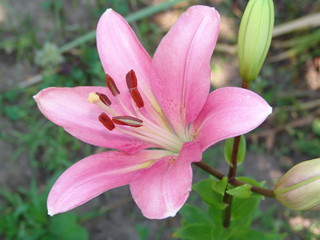 flower, plant, garden, lily, summer, green, flora, nature, beauty, closeup, background, spring, petal, pink, lilly, color, blossom, beautiful, floral, bouquet, bright, bloom, nobody, holiday, yellow, 