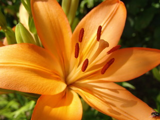 Obraz premium flower, plant, garden, lily, summer, green, flora, nature, beauty, closeup, background, spring, petal, pink, lilly, color, blossom, beautiful, floral, bouquet, bright, bloom, nobody, holiday, yellow, 